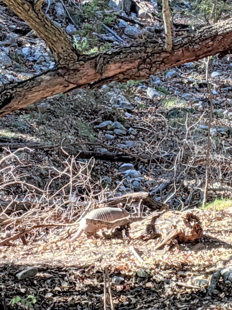 Seeing armadillos while hiking at Old Tunnel State Park in Fredericksburg, texas