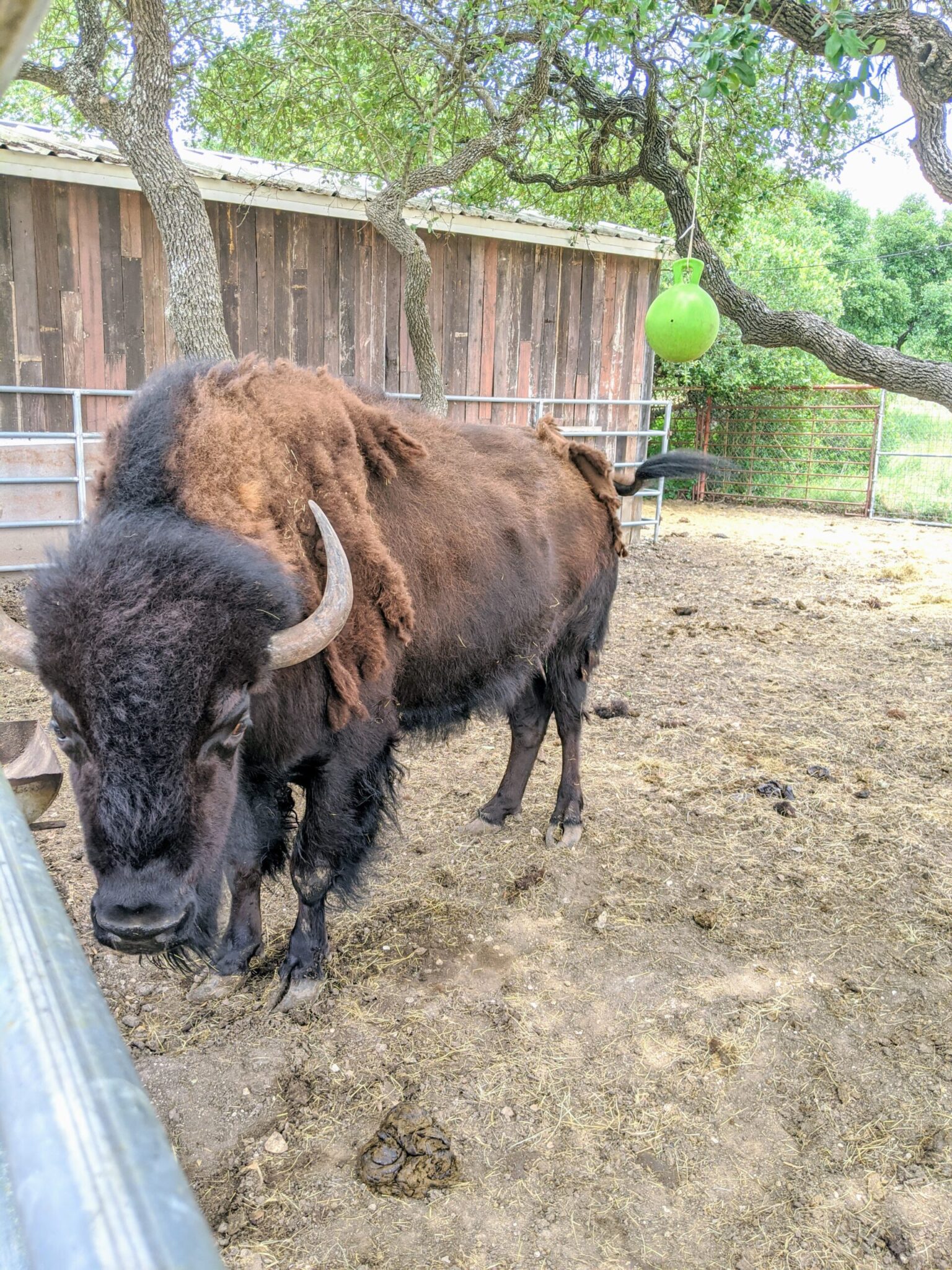 Buggy barn museum in blanco texas texas wanderers