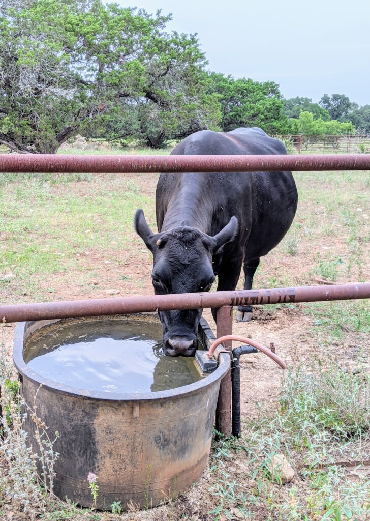 cow at texas hill country airbnb