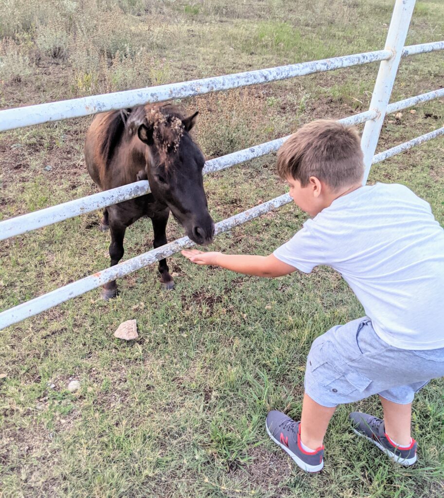 miniature horse at texas hill country airbnb