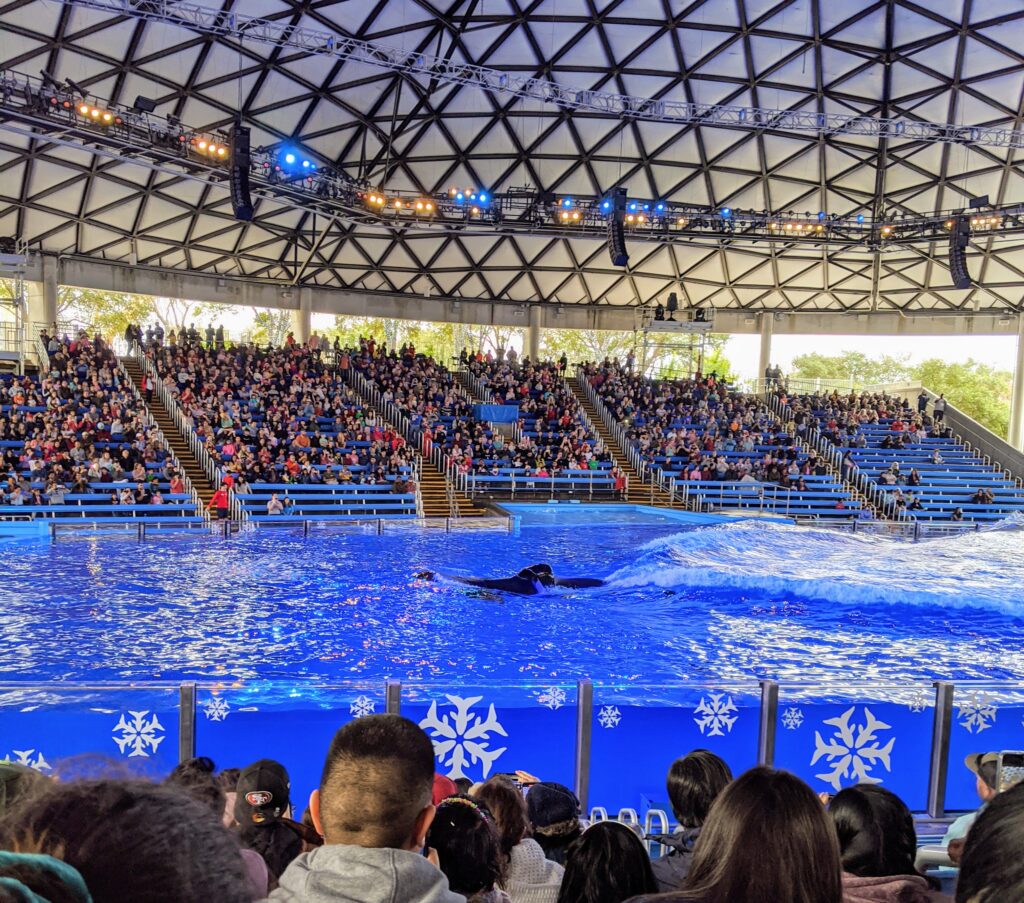 SeaWorld San Antonio Whale Show - Things to do in San Antonio with Kids