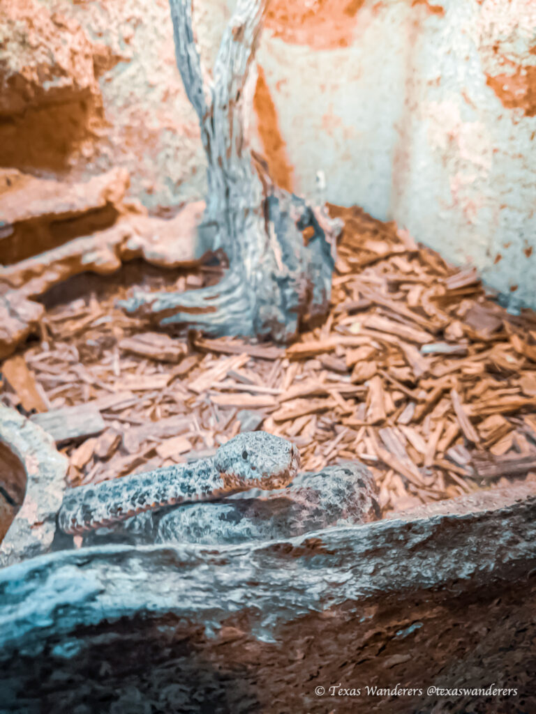 Rattlers & Reptiles Fort Davis Texas