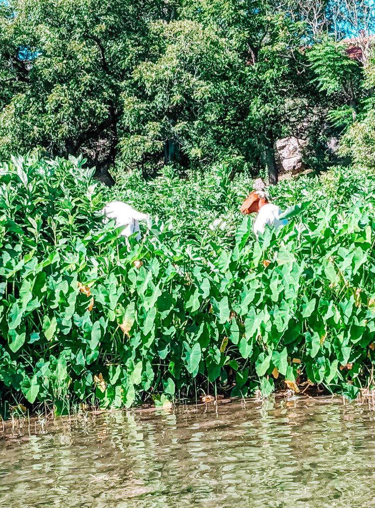 Goats at Cypress Creek