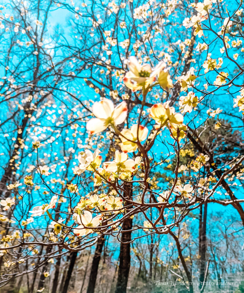 Dogwood Flowers at Davey Dogwood Park in Palestine, TX