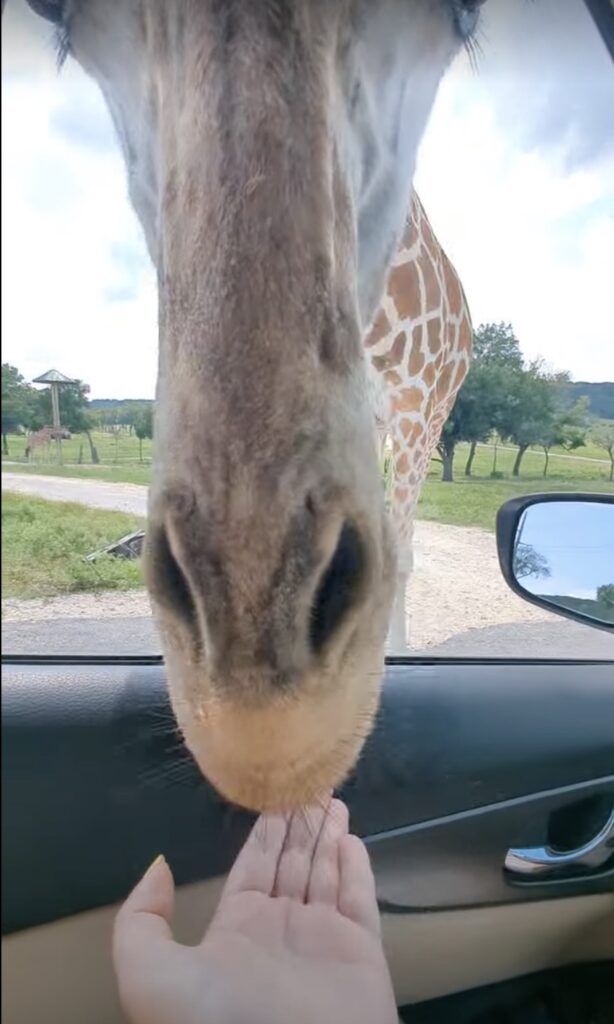 Fossil Rim - Fun Things to do in Glen Rose TX