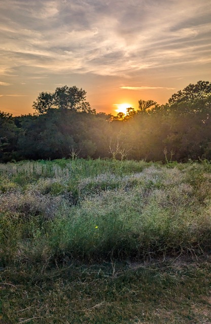 Arbor Hills Nature Preserve - Fun things to do in Plano