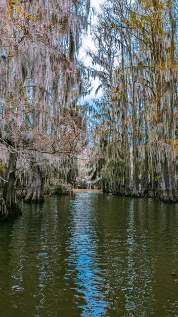 Caddo Lake Bald Cypress Trees